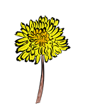 Dandelion icon